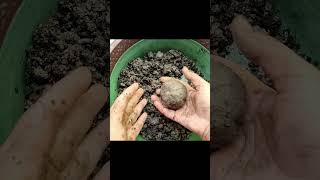 Pothos Kokedama  How to Make Kokedama  Kokedama Balls  Kokedama Plants shorts [upl. by Nilloc469]