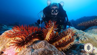 STARFISHCrown of thornsThe most venomous sea creature [upl. by Adnoral]