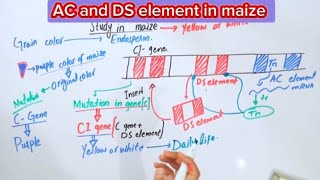 AC and DS element in maizeTransposable elements [upl. by Ilram268]