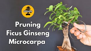 Pruning Ficus Ginseng Bonsai for Healthy Growth  Indoor Bonsai Care Tips [upl. by Anaiuq838]