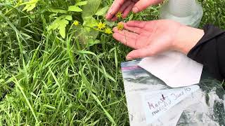 How to harvest Marsh Marigold Caltha palustris seeds [upl. by Hsinam]