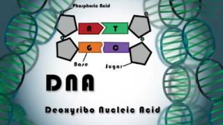 Gel Electrophoresis Animation [upl. by Ackerley]