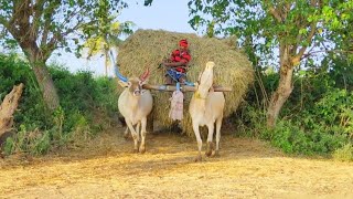 Bullock Cart Heavy paddy straw Load Ride  Bullock Cart Ride [upl. by Vharat640]