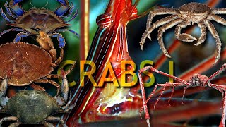 CRABS ONE the perfect animal [upl. by Gennaro]