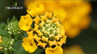 Comment planter un lantana au jardin ou en pot   Truffaut [upl. by Manville70]