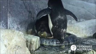 Rare Video Macaroni Penguin Lays an Egg at the Tennessee Aquarium [upl. by Namya]