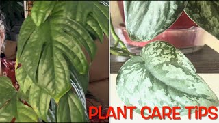 SCINDAPSUS AMYDRIUM and EPIPREMNUM collections and their care tips Constructive Criticism S1E30 [upl. by Assirolc]