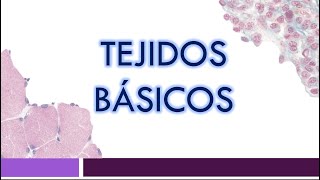 TEJIDOS BÁSICOS Epitelial Conjuntivo Muscular y Nervioso  Clasificación y Funciones [upl. by Retseh]