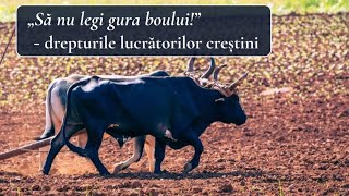 „Să nu legi gura bouluiquot  drepturile lucrătorilor creștini [upl. by Yrot]