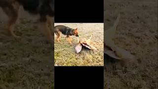 Must Watch birds animals hunts nature wildlife amazing shorts youtubeshorts [upl. by Tavish879]