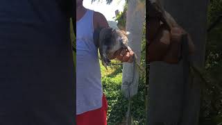 Tikling Buff  Banded Rail shorts shortsvideo fypシ leyte [upl. by Joey]