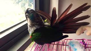 Pearly Conure Preening 🥰🦜 asmr [upl. by Ezmeralda]