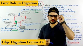 Liver and its role in digestion [upl. by Drapehs]