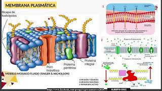 ✅ PRE SAN MARCOS 2020 II  Biología semana 3 [upl. by Yltsew]