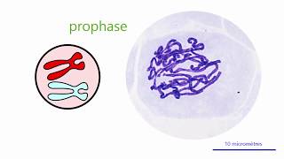 La différence entre mitose et meiose S1 [upl. by Essined]