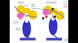 5  Physiologie cardio vasculaire partie 5 [upl. by Torp]