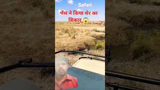 Bhains ne kiya Sher ka shikar wildlife safari animals youtube shorts trending [upl. by Ariait]