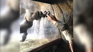 Watch Gorilla Mimic His Trainer By Doing a Handstand [upl. by Ettelegna]