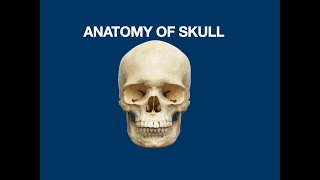 Anatomy of Skull  Bone amp Suture of Skull [upl. by Heidie]