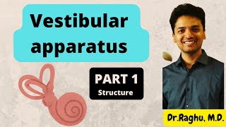 Vestibular apparatus  Part 1  physiology mbbs Structure of crista ampullaris and macula [upl. by Buckden295]