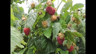 JOAN J THORNLESS EVERBEARING RED RASPBERRY JULY 23 UPDATE [upl. by Shulman456]