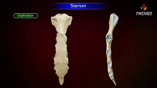 Sternum ‎Anatomy  Osteology  Animation  Parts  Location  Attachments and Clinical correlation [upl. by Sexela]