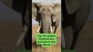 Top 10 Largest Herbivorous Animals in the World [upl. by Eckblad258]