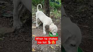 Happy moment for every Puppy 🐕🤩🍼 dog pets cute dogs petlove doglife happydog dogtime dogs [upl. by Analram]