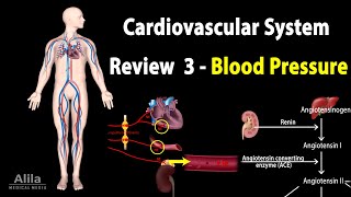 CARDIOVASCULAR REVIEW 3 CONTROL of BLOOD PRESSURE ALL MECHANISMS Animation [upl. by Mariel]