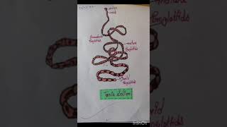 Zoology practical file all diagramsbiology [upl. by Marchelle]