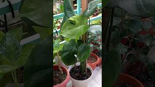 Grow Monstera Deliciosa on A Pole  Monstera Plant Care [upl. by Glass]