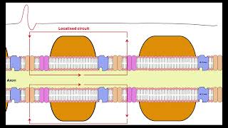 Myelinated neurone OCR A ALevel Biology Revision 513 Neuronal communication [upl. by Narib]