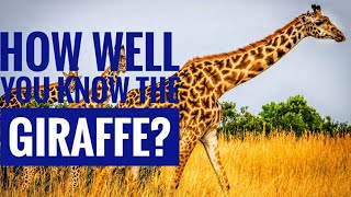 Giraffe  Description Characteristics and Facts [upl. by Wehner]