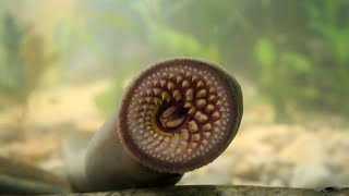 Lamprey  Vampire Di Dunia Nyatah [upl. by Altheta673]