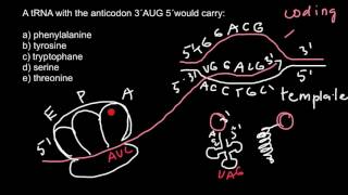 Codon vs Anticodon [upl. by Itsirhc]