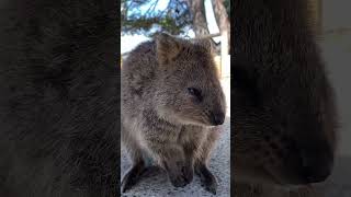 Quokka chewing food Rottnest Island Western Australia [upl. by Wilen]