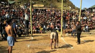 Indigenous meat kicking competition at Hornbill festival 2013 [upl. by Aisad73]