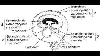 Parts of the extraembryonic mesoderm  Splanchnopleuric Somatopleuric Parietal Visceral [upl. by Asik]