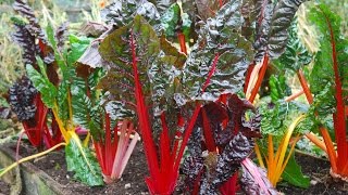 How to Grow Swiss Chard [upl. by Eecal]