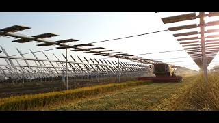 Agrivoltaic sistemul cu nenumărate beneficii pentru agricultură [upl. by Nancy]