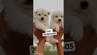 Spitz Pomeranian puppies for sale in Delhi ncr hiphop music artist puppyshop puppylife [upl. by Knight]