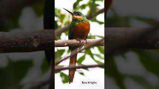 Rufoustailed Jacamar  Species Fact Card [upl. by Aurie]