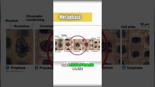 Metaphase mitosis under the microscope 🔬 [upl. by Sajet562]