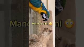 Cat vs Parrot parrot cat funnyanimal CatVsParrot Animal PlayfulCat MacawParrot CatAndParrot [upl. by Asecnarf26]