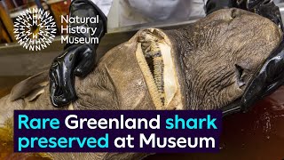 Rare Greenland shark specimen preserved at the Museum [upl. by Jaynell]