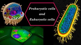 Prokaryotic cells and Eukaryotic cells [upl. by Idahs777]