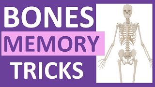 How to Learn the Human Bones  Tips to Memorize the Skeletal Bones Anatomy amp Physiology [upl. by Nwahsauq81]