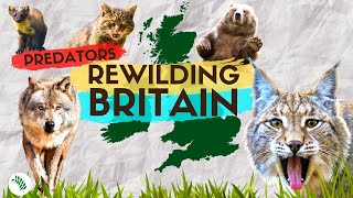 BEST Predators To REWILD BRITAIN [upl. by Maller]