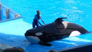 Show Shamu  Sea World  Parte 1 [upl. by Sanderson]