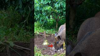 Fast wild boar trap with sharp arrows wildanimals animals shorts [upl. by Darby827]